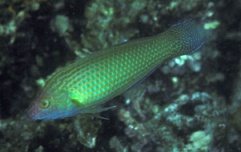  Halichoeres kallochroma (Pink-snout Wrasse)